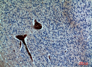 FGF-17 rabbit pAb Antibody