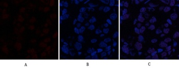 ABCG2 rabbit pAb Antibody