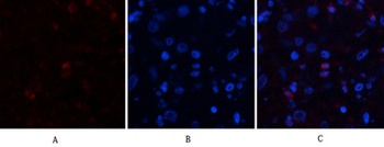 ABCG2 rabbit pAb Antibody