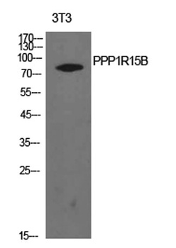 PPP1R15B rabbit pAb Antibody