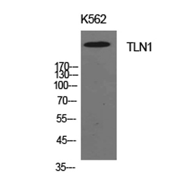 Talin-1 rabbit pAb Antibody
