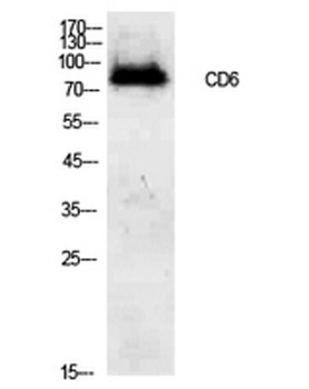 CD6 rabbit pAb Antibody