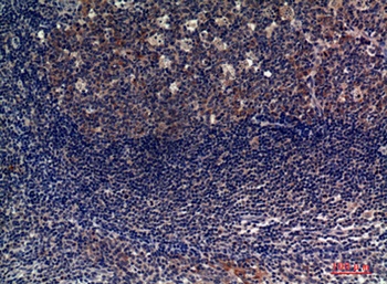 CD6 rabbit pAb Antibody