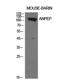 CD13 rabbit pAb Antibody