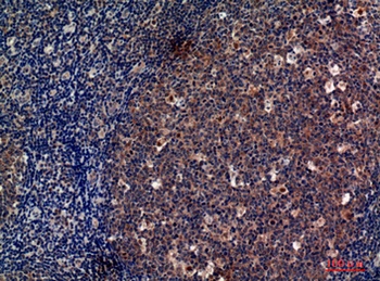 CD13 rabbit pAb Antibody