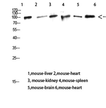 CD13 rabbit pAb Antibody