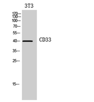 CD33 rabbit pAb Antibody