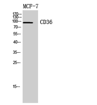 CD36 rabbit pAb
