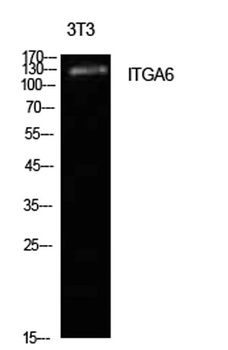 Integrin α6 rabbit pAb Antibody