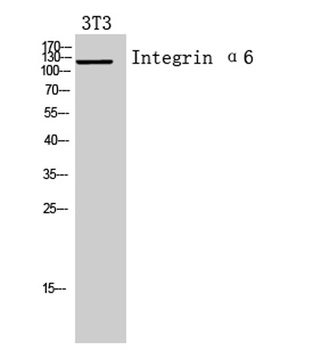 Integrin α6 rabbit pAb Antibody