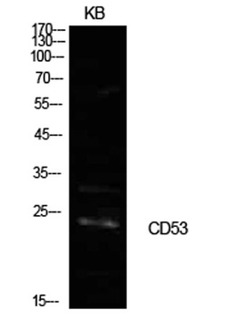 CD53 rabbit pAb Antibody