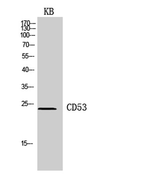 CD53 rabbit pAb Antibody