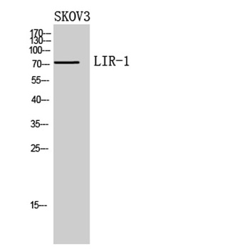 LIR-1 rabbit pAb Antibody