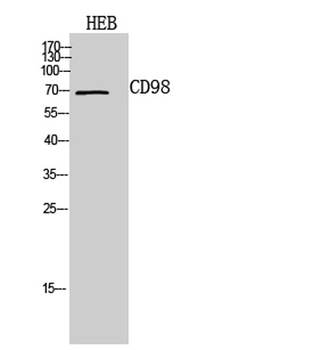 CD98 rabbit pAb