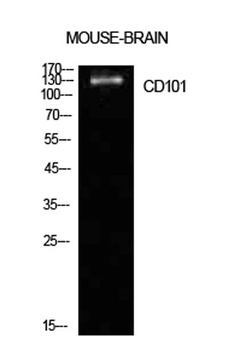 CD101 rabbit pAb Antibody