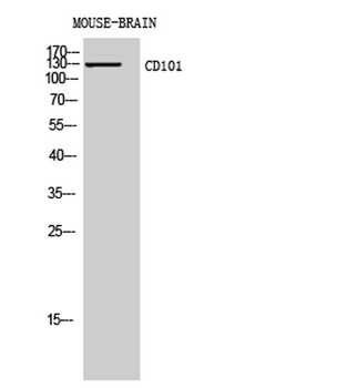 CD101 rabbit pAb Antibody