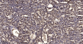 Ron α rabbit pAb Antibody