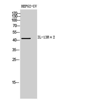 IL-13Rα2 rabbit pAb Antibody