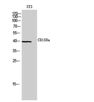 CD158a rabbit pAb Antibody