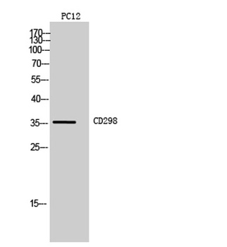 CD298 rabbit pAb Antibody