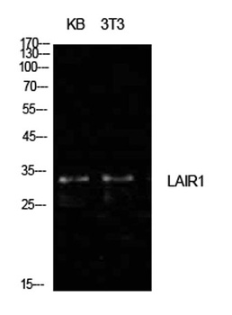 CD305 rabbit pAb Antibody