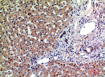 CD315 rabbit pAb Antibody