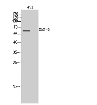 BMP-6 rabbit pAb Antibody