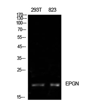 Epigen rabbit pAb Antibody