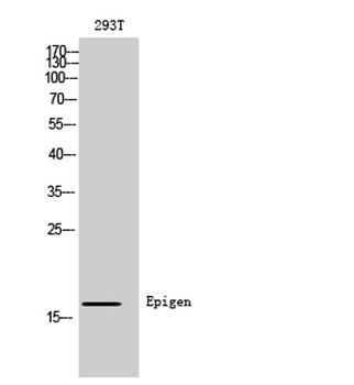 Epigen rabbit pAb Antibody