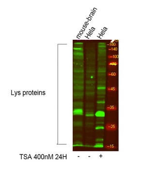 Acetyl Lys proteins rabbit pAb