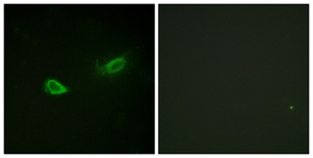 Na+/K+-ATPase α1 (phospho Ser23) rabbit pAb