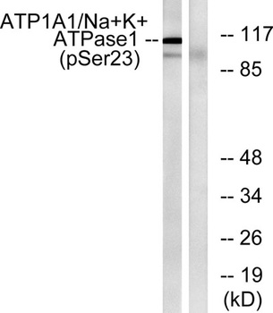Na+/K+-ATPase α1 (phospho Ser23) rabbit pAb