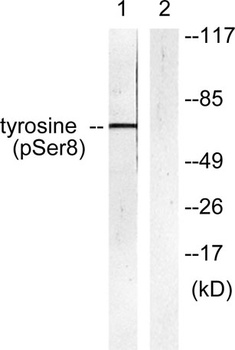 TH (phospho Ser8) rabbit pAb