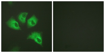KIR5.1 (phospho Ser416) rabbit pAb