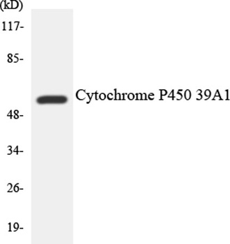 R-cadherin rabbit pAb Antibody