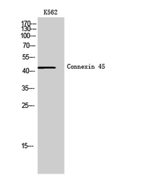 Connexin 45 rabbit pAb Antibody