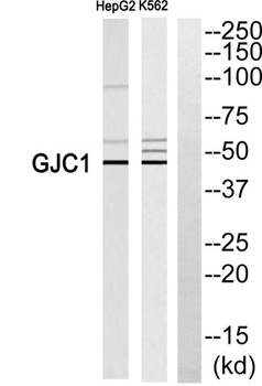 Connexin 45 rabbit pAb Antibody