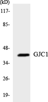 Connexin 45 rabbit pAb Antibody