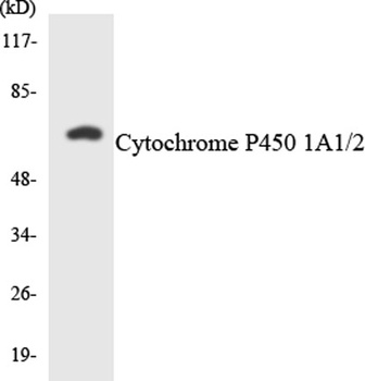 OB-cadherin rabbit pAb Antibody