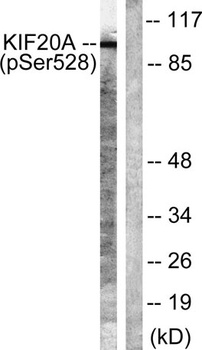 KIF20A (phospho Ser528) rabbit pAb