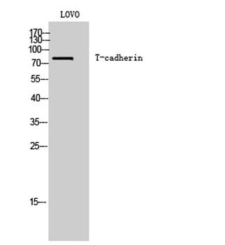 T-cadherin rabbit pAb Antibody