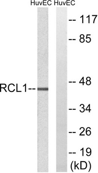 RCL1 rabbit pAb Antibody