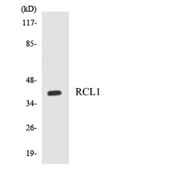RCL1 rabbit pAb Antibody