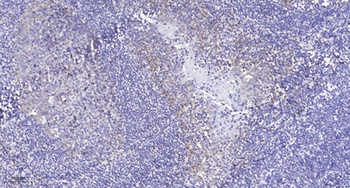 RCL1 rabbit pAb Antibody