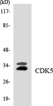 Cdk5 rabbit pAb Antibody