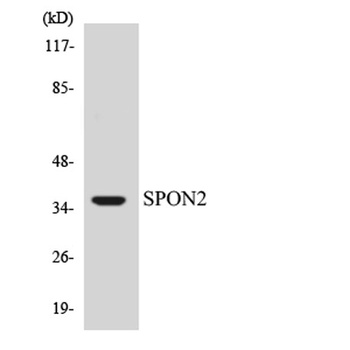 Mindin rabbit pAb Antibody