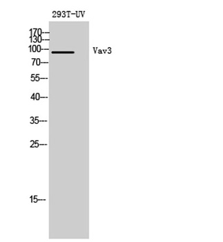 Vav3 rabbit pAb Antibody