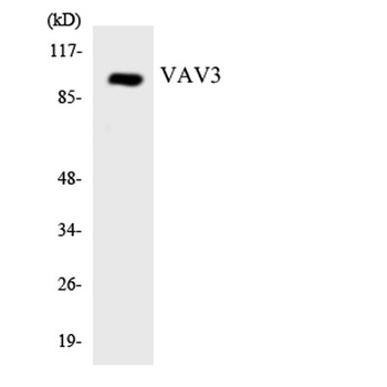 Vav3 rabbit pAb Antibody