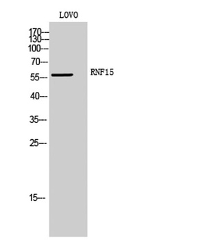 RNF15 rabbit pAb Antibody