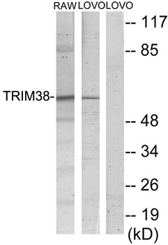 RNF15 rabbit pAb Antibody